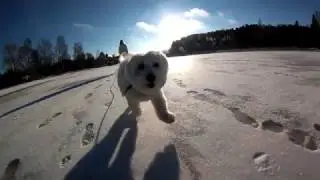 Elli The Havaton on Ice