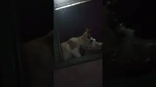 Gato pendejo me roba la comida y lo mando pal anexo
