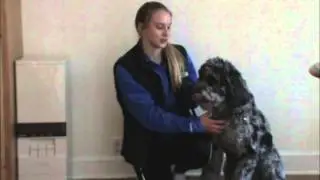 Dog Treat Commercial