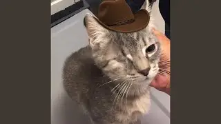 Červená vlajka