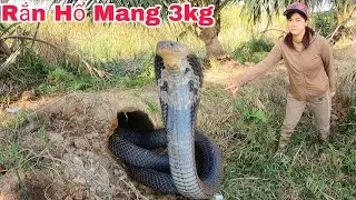 Two Brothers Risked Their Lives to Capture Two 3kg King Cobras in a Deserted Area