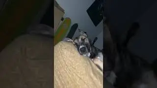 My dog twitching in his sleep 🤣