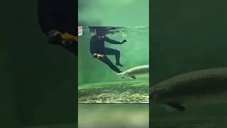 arapaima 💀 #monsterfishkeeper #fishing #exoticaquariumfish #fishtank #predatorfish #fish