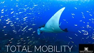 TOTAL MOBILITY 7