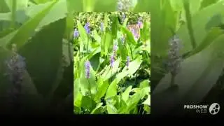 Pontederia - garden plants