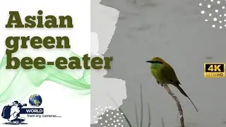 Today's Birding - Asian Green bee eater