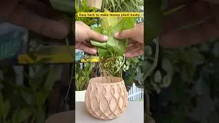 Hack to make money plant more bushier #gardeningwithnanav #shorts #youtubeshorts