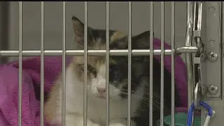 Angels for Animals seeks vets, vet techs for 24/7 care