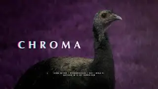CHROMA | GH7 + SIGMA 60-600MM