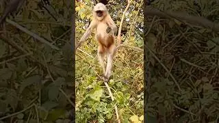 Monkey jumping on the tree 🌴🌲