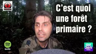 [Ep1] C'est quoi une for&ecirc;t Primaire ?