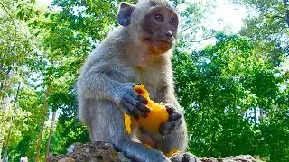 Don't forget give some extra food for orphan girl Jessie / Monkey Post