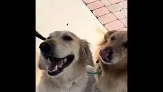 Easy solution to dog walks #dogs #dogtraining  #dogobedience #dogsofinstagram 
