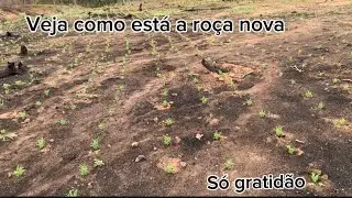Nossa roça ta uma benção, só alegria.🙏🏼🙏🏼🙏🏼