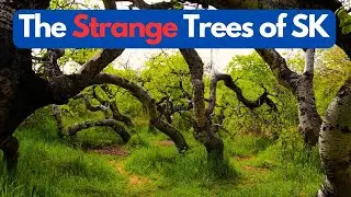 The Strange Crooked Bush Nature Preserve of Saskatchewan, Canada