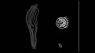 Old Brain 2008