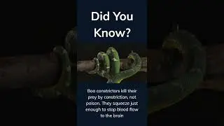 Boa Constrictors