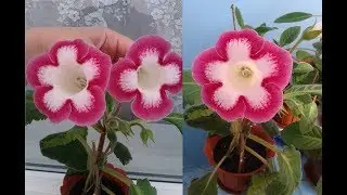 Глоксиния. Глоксиния вытянулась. Что делать?!