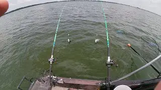 Chicken vs Bluegill For Catfish Bait Amazing Results!
