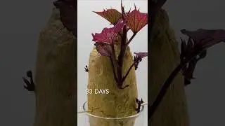 237 days in 42 seconds - Sweet potato