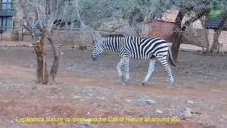 Come experience Marloth Park with Baobab Safaris