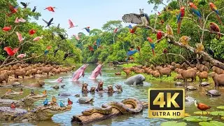 Relaxing Walk In The Amazon: Pink Dolphins, Capybaras & The Gentle Giants (4K HDR)
