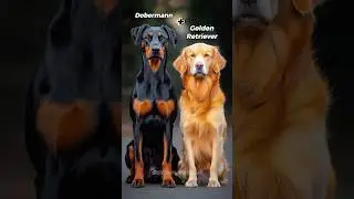The Insane World of Dog Fusion Hybrids #shorts #dogs #hybrids