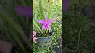 😁😁 #music #orchid #musicgenre #bollywood #flowers #flowertypes #garden #colonelkkjϟ