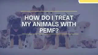 Veterinary Applications of Pulsed Electromagnetic Field Therapy
