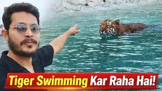 Tiger Swimming Kar Raha Hai 🐅 | Aisa Scene Pehli Baar Dekha 😱