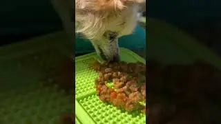 Buddy Reviews Pure Balance wet dog food 🥘! Will he like it?🤔🤪#viral #shorts #chihuahua
