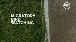 Migratory Bird Watching - Batu Bara, Indonesia