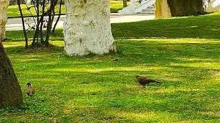 Turtle doves feeding in the yard