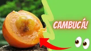 6 Benef&iacute;cios da Fruta Cambuc&aacute; |Para Que Serve e Propriedades|  Nature e sa&uacute;de🍊🍊