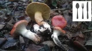 Klej&oacute;wka r&oacute;żowa&nbsp;(Gomphidius roseus) 22.09.2017 Jaworzno