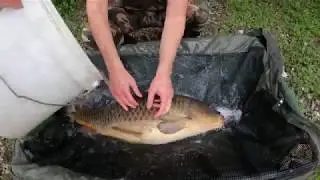 (Carpfishing) Lago Boschetto asd 01 06 2020