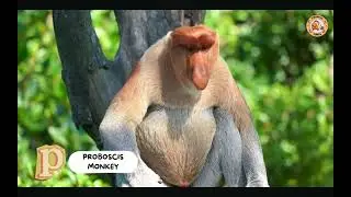 ABC Animals Of Indonesia