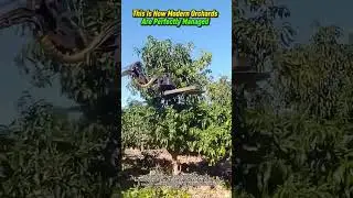 This Is How Modern Orchards Are PerfectlyManaged