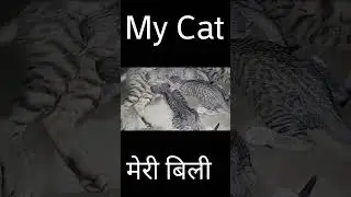 #mycat #billi #meracat # billi #friendcat #houscat #palatubilli #billionaire #billionairelifestyle
