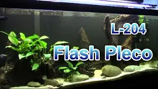 L-204 Flash Pleco