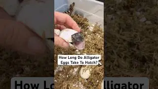 Сколько времени требуется аллигаторам, чтобы вылупиться? 🤔🐊🥚#шорты #аллигатор