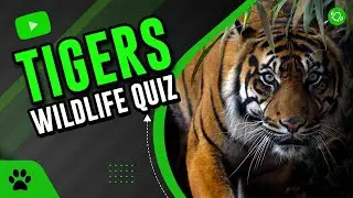Tigers quiz | Animals quiz | Wildlife Quiz