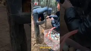 Collecting Chicken Eggs