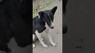 Beautiful Black and White Dog 🐶