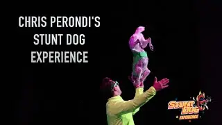 Stunt Dog Experience (The world's first and #1 Stunt Dog Show)