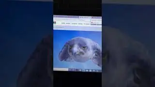 Baloo and Bagheera get mad at the falcon from Stuart little 2 & the millennium falcon vs the falcon
