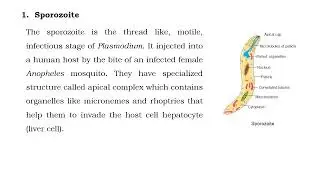 Malaria Parasite (Structure & Life Cycle)