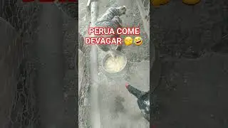 peru come devagar gulosa🤣 #peru #aves #abrindopotedesorvete #sorvetedechocolate #sorveteiros #shorts