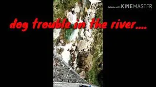 resque dog in river