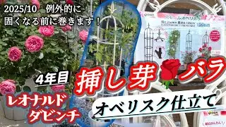 【バラ挿しめ】レオナルドダビンチ⇒オベリスク仕立てに４年目の秋。フライングですが枝が固いのでもうマキました。小さい可愛いスモールオベリスクです。本当の誘引は休眠期(冬）ですね～2025年10月17日